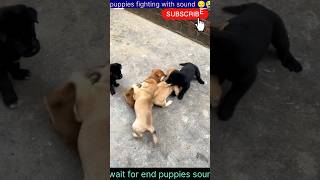 Puppies fighting for food  Puppies fighting sound 😔  dogsound dog puppy animalsmoments5 [upl. by Arissa]