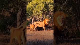 Familia de leones Machos Plains Camp y leonas Ximungwe shorts lions wildlife nature lioncubs [upl. by Ardnuahc816]