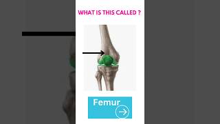 What is this called👈Knee joint 🦿🦵youtube anatomy medical ytshorts [upl. by Sayers239]