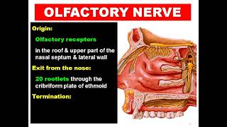 Olfactory and Optic Nerves Dr Adel Bondok [upl. by Anoyk]