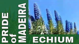 Pride of Madeira Echium a Gorgeous EasyGrowing quotWeedquot in CA Bay Area [upl. by Milissa635]