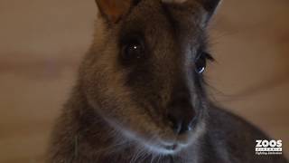 Meet the Brushtailed Rock Wallaby [upl. by Keel]