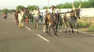 Kovilpatti Thuraiyur Rekla race 2018  கோவில்பட்டி துறையூரில் மாட்டு வண்டி பந்தயம் [upl. by Palecek735]