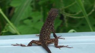 A FLORIDA GECKO LIZARD THEY ARE EVERWHERE DOWN HERE IN SONY HD [upl. by Atwater]