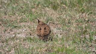 Crested Lark Cappellaccia Galerida cristata apuliae [upl. by Annette]