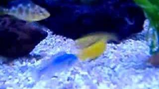 Yellow Labs Fighting fish [upl. by Mariana]