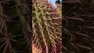 A Red thorned Cactus 🌵 [upl. by Rafi]