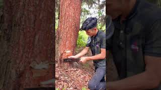 How rubber is extracted from trees  Rubber Plant shorts [upl. by Olenolin]