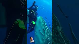 CLOSE ENCOUNTER WITH A WHALE SHARK [upl. by Ateval]