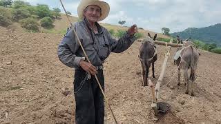 Visitando la yunta de🫏burros🫏del Tio Alfonso Martinez🤠en Temporada de barbecho [upl. by Airla]