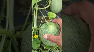 Best Tips When Growing Cantaloupes  for Beginners 🤤 garden gardening viral [upl. by Andromache]