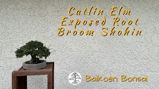 Catlin Elm  Exposed Root Broom Style Hokidachi Shohin  Bonsai Techniques  Baikoen Bonsai Club [upl. by Rachelle844]