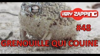 Une grenouille qui couine fou rire à TPMP avec la Fouine clash chez les chtis [upl. by Rotciv476]