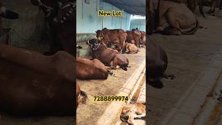 New Lot of Gir cows for sale in Hyderabad Salman bhai dairy youtubeshorts [upl. by Kellene]