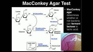 Microbiology MacConkey Agar [upl. by Itsrejk947]