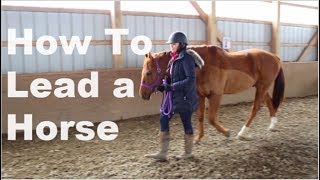 How To Lead a Horse [upl. by Holly]