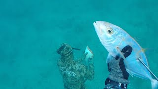 Spearfishing Miami Ledges  Fish Summer BBQ Recipes [upl. by Calista]