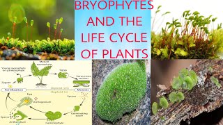 BRYOPHYTES AND THE LIFE CYCLE OF PLANT [upl. by Lalat]