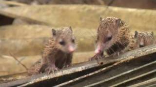 Tenrec family in Vallée de Mai Praslin island Seychelles [upl. by Iggep948]