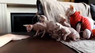 Funny synchronizing 8 week old Sphynx kittens [upl. by Esiuol]