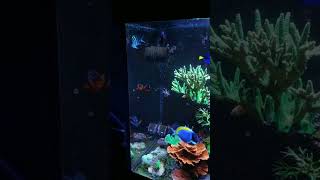 A Closer Look At The Sergeant Major Damsel Fish  300 Gallon Reef Tank reeftank shorts fish [upl. by Rhianna]