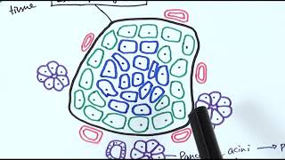 A2 Biology  Histology of the pancreas OCR A Chapter 142 [upl. by Laerol917]