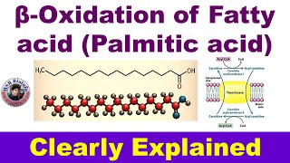 Beta oxidation of fatty acid Palmitic acid  Fatty acid catabolism Biochemistry  HSR Bioinfo [upl. by Nnylirej385]