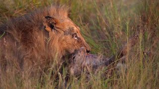 Lion Feeds on a Hyena amp White Lions Appear [upl. by Akihsat]