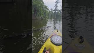 🐊 Louisiana Alligator Approaching Kayaker in Swamp alligator swamppeople louisiana attack [upl. by Maxy]