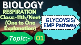 class 11 Glycolysis l glycolysis easy explanation [upl. by Onairot]