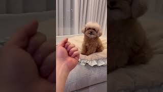 当你对狗狗竖中指时Dog’s Hilarious Reaction to Middle Finger Gesture 🐶👎😠 [upl. by Alexandros572]