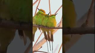 The Asian green beeeater Merops orientalis birds viral viralshorts greenbeeeater beeeater [upl. by Nyrehtak]