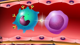 Vaccines and the Immune Response How Vaccines Work [upl. by Amol10]