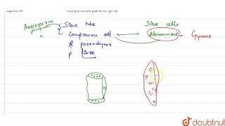 Albuminous cells occur in [upl. by Margaretha]