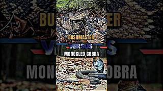 Bushmaster VS Monocled Cobra snake cobra nature whoisstrongest youtubeshorts shorts trending [upl. by Prussian9]