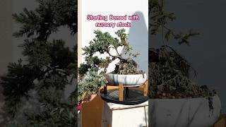 bonsai projects November update plantlover garden balconygarden [upl. by Trescha]