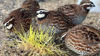 Bobwhite Quail Call Male and Female  shorts [upl. by Hobie]