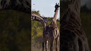 Do you know how Giraffes mating ritual is🦒🦒🍀wildlife giraffe shorts animal explore yt nature [upl. by Carrelli]