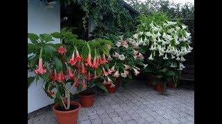 Bonsai Flower Brugmansia Datura [upl. by Hoxsie]