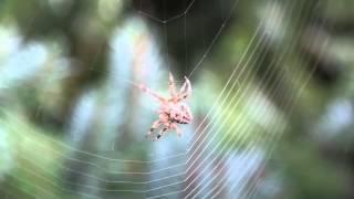 EINE SPINNE BAUT EIN NETZ [upl. by Fuld]