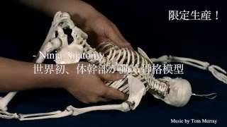 Ninja Anatomy21世紀にふさわしい骨格模型Mobile Skeleton [upl. by Pejsach]