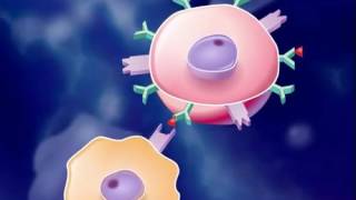 The Immune Response HD Animation [upl. by Necaj]