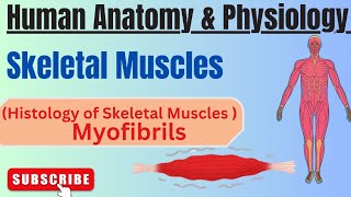 The Histology of Muscles I Myofibrils I Human Anatomy amp Physiologypharmacynotesmuscleshap [upl. by Noryv188]