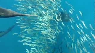 Sailfish feeding on sardine school 25 nm offshore in the Yacatan channel Mexico [upl. by Barbe]