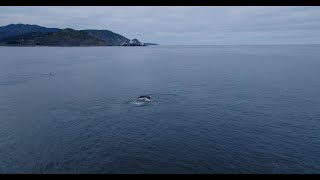 Humpbacks off of Pedro Point [upl. by Daughtry84]