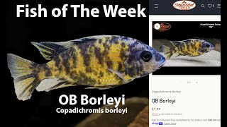 OB Borleyi Copadichromis borleyi [upl. by Tomlin]