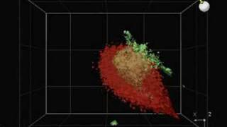 Confocal imaging of Platelets red and Pselectin green [upl. by Eecyal537]