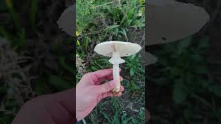 Amanita vittadini Tips para su identificación [upl. by Nnylamme]