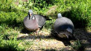 Gołąb Grzywacz Columba palumbus [upl. by Kanya730]