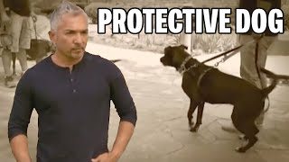 How Human Behavior Influences Bad Dog Tendencies  Cesar 911 Season 1 Ep 5  Part 1 [upl. by Marasco]